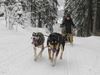 mushing