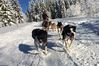 Obrázek Musher Junior