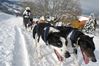 Obrázek Musher Junior
