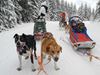 mushing