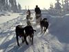 mushing