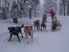 mushing